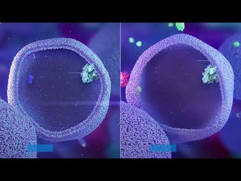 Why intercellular digestion is more efficient than intracellular digestion?