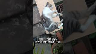 打架打输后，猫咪就这么躺着几个小时了