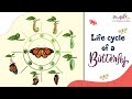 Life Cycle of A Butterfly | Basic Science for Kids | Always On Learning