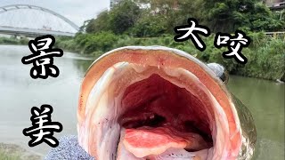 景美溪  軟竿細線搏大魚 自由釣組 Free Rig. Unexpected catch. Ultralight tackle vs Snakehead. Travel Rod