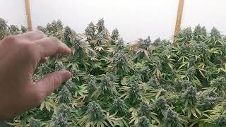 Frosty Dense Buds - With Hygrohybrid - Spider Farmer LED COCO fabulous!!!