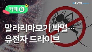 말라리아모기 박멸…유전자 드라이브 / YTN 사이언스