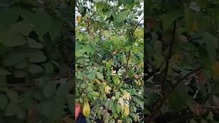 நட்சத்திர பழம் அறுவடை/star fruit harvest