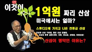 1억원 짜리 산삼 공개, 미국산삼 원가, 산삼종류, 올바른 복용법 등 산삼의 모든 것