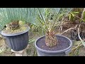 Palem Encephalartos Horridus ...Harga Sangat Setabil