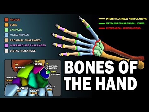 How many bones are in a finger?