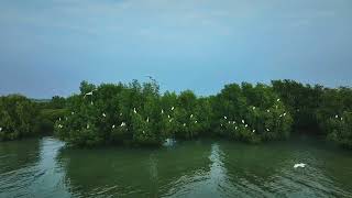 Beautiful mangrove forest in south China’s Guangdong Province