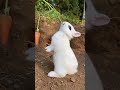 Cute rabbit .  A beautiful moment #489 - #shorts