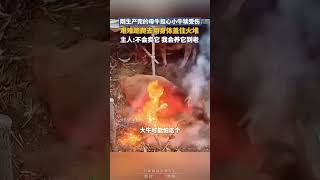 😭剛生産完的母牛擔心小牛犢受傷，艱難跪爬去用身體蓋住火堆，主人：不會賣它，我會養它到老 | 中國大陸  #shorts  #感人 #暖心 #love #萌寵