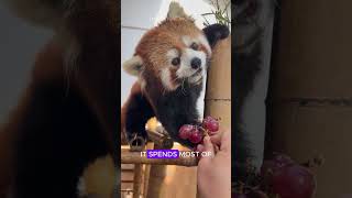 This Adorable Animal Isn’t a Panda?! 😲 | Red Panda