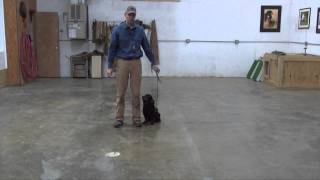 Training Homer - Off Lead Heeling