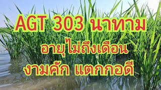 AGT 303 นาทาม...งามคัก แตกกอดี...ณ โคก หนอง นาทาม  มะค่า มหาสารคาม