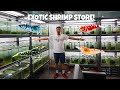 Rare & Exotic SHRIMP STORE TOUR! Shrimps Affair Singapore