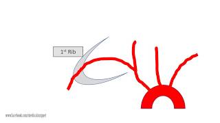 Subclavian artery Anatomy