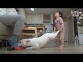 Dog Obsessed Over A Clean Floor Won't Let Anything On The Floor  | Kritter Klub
