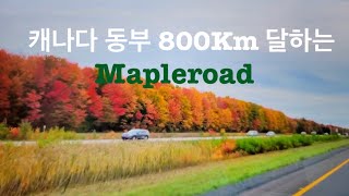 캐나다 동부 800Km에 달하는 아름다운  메이플로드 / 캐나다 아름다운  단풍길