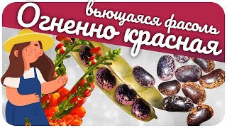 Фасоль вьющаяся Огненно красная (Турецкие бобы)