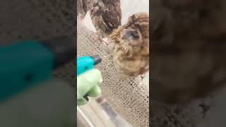 Owl shower - cute baby animals