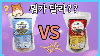 [햄스터간식추천] 열풍건조밀웜 VS 동결건조밀웜 차이점은??