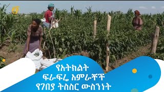 የአትክልት ፍራፍሬ አምራቾች የገበያ ትስስር ውስንነት