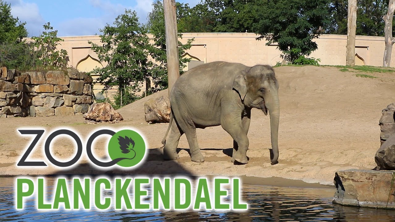 ZOO PLANCKENDAEL (Belgique) - YouTube