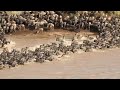 It's Time to Cross | Great Migration Crossing | Serengeti National Park