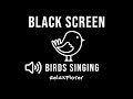 Forest Birdsong For Sleeping And Relaxation | Birds Chirping | Black Screen