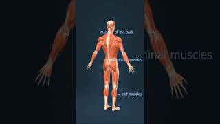 Muscular 💪 System 3D Animation #medicalanimation #verifiedmedicine #muscles