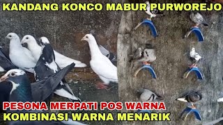 GREBEK KANDANG MERPATI POS WARNA RUMAHAN