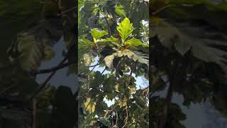 Tipulo “Antipolo” Tree- leaves and fruit