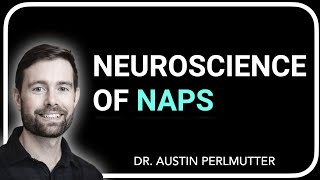 The Neuroscience of Naps