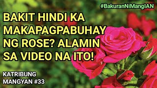 PAANO MAGTANIM NG ROSE: FOR BEGINNERS | KATRIBUNG MANGYAN #33