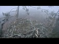 2017 02 17 7h35 7h43m male eagle calls in the forest maybe two