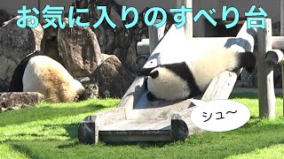 【楓浜🍁すべり台シュ〜】イモムシさん/梯子の活用法/良浜🍯食事中/赤ちゃんパンダ/アドベンチャーワールド#PandaChannelbypomeranianfilm