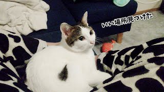 【睡眠導入猫】寝正月を満喫している猫で、眠気に襲われてください