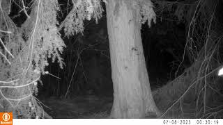 Pine Martens using Goshawk nest