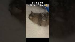 恐怖…玄関開けたら光る目のものが。。#shorts #雪かき #にゃんこ #猫