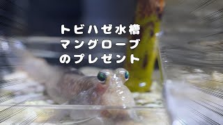 【トビハゼプレゼント】ミナミトビハゼ飼育水槽にマングローブを入れて沖縄にしたら、トビハゼのお気に入りになりました🌴