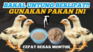 Bakal Untung Berlipat,Gunakan Pakan Ini Anak Ayam Dijamin Cepat Besar dan Montok