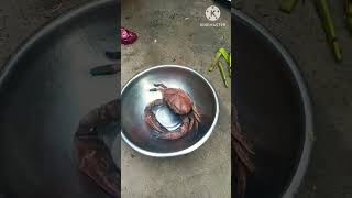 ଦେଶୀ କଙ୍କଡ଼ା ପୋଡ଼ା 😋😋#youtubeshorts #ytshorts #viral #foody #villagelifestyle