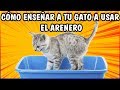 Cómo Enseñar a Tu Gato a Usar el Arenero (12 Consejos Fáciles) - SiamCatChannel