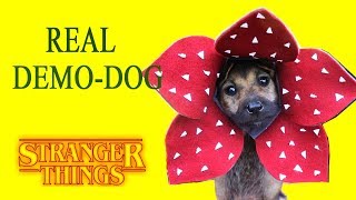 Stranger Things Make Real Demodog with Dog Hat - DIY Craft