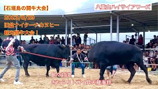 【石垣島の闘牛大会】2023/8/29 旧盆ナイターナカヌヒー観光闘牛大会！島々対決　きたうちトガイ昇天龍海翔 VS南国怒南龍