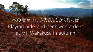 秋の奈良公園若草山でシカさんとかくれんぼ　               Hide-and-seek with a deer at Mt. Wakakusa, Nara Park in autumn