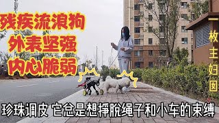 主妇收养2只流浪狗,残疾小狗外表坚强 ，内心却是敏感脆弱【一枚主妇囡】