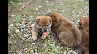 柴犬の子犬　その１（2017年６月2日生まれ）