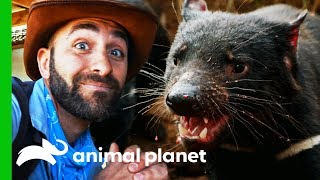 A Ferocious Tasmanian Devil Feeding Frenzy! | Coyote Peterson: Brave The Wild