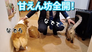 出張から父帰宅！嬉しすぎてぶっ倒れる犬と猫