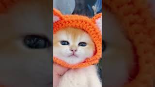 😥😥😥😥🙏🙏shorts#viral#trending#billi#comedy#funny#so cute#छह में एक से बढ़कर#