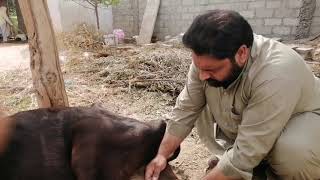 MPD in cattle